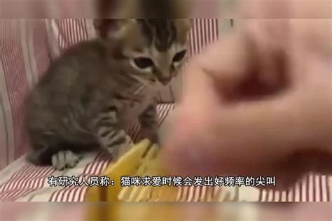 猫听到刮梳子的声音真的会呕吐？猫：快把梳子拿走梳子声音