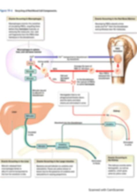 SOLUTION Rbc Hb Structure Life Cycle Function Heme Synthesis Studypool