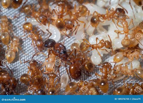 Myrmica rubra colony stock image. Image of formica, green - 189376735