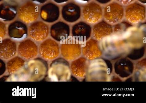 Bee Pollen Stored In The Combs Inside The Beehive A Honeycomb Wax