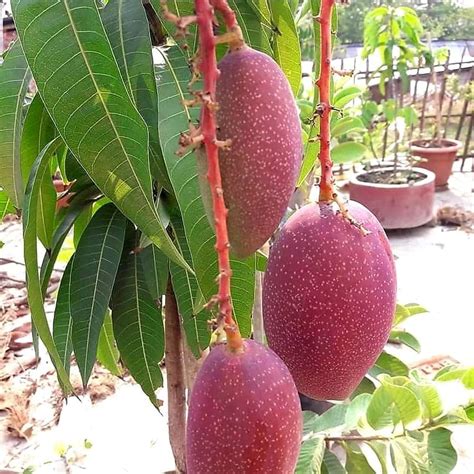 Greenearth Original Thai King Of Chakapat Mango Plant Grafted Very