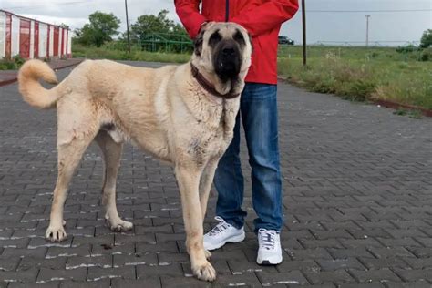 Kangal Erziehung Probleme And 3 Fehler Ratgeber And Tipps