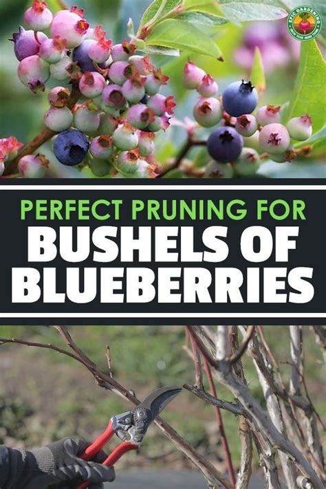 Knowing When The Right Time Is For Pruning Blueberries And How To Do It