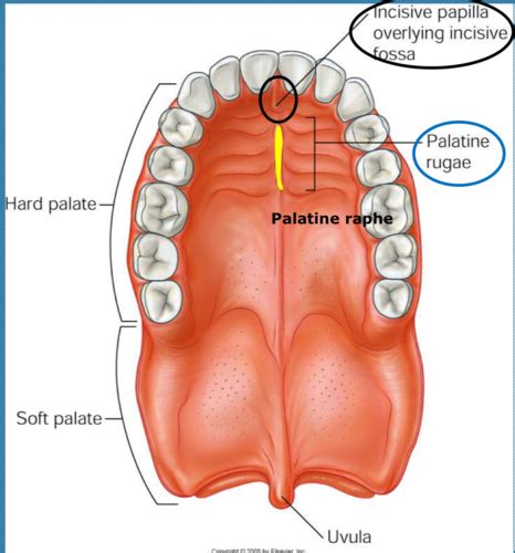 Anatomy Of The Hard Palate - Anatomy Book