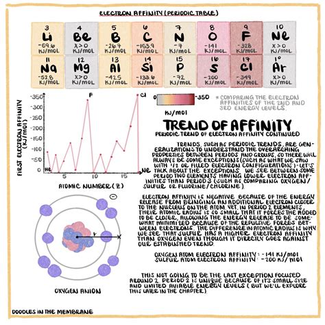 The Periodic Trend Of Electron Affinity Comparing Period 2 And 3 Artofit