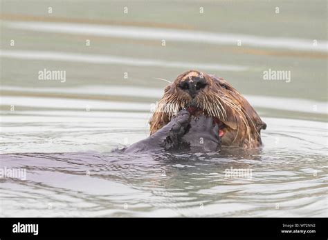 Male Sea Otter eating Clams Stock Photo - Alamy