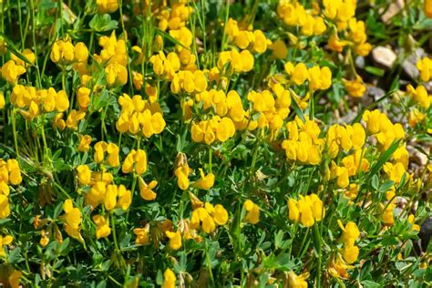 30 Weeds With Small Yellow Flowers And Tips To Eradicate Them