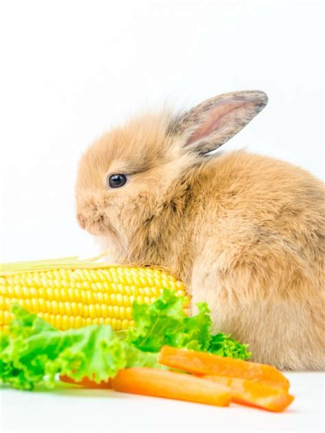 Can Hamsters Eat Cheese Vet Explains Pets