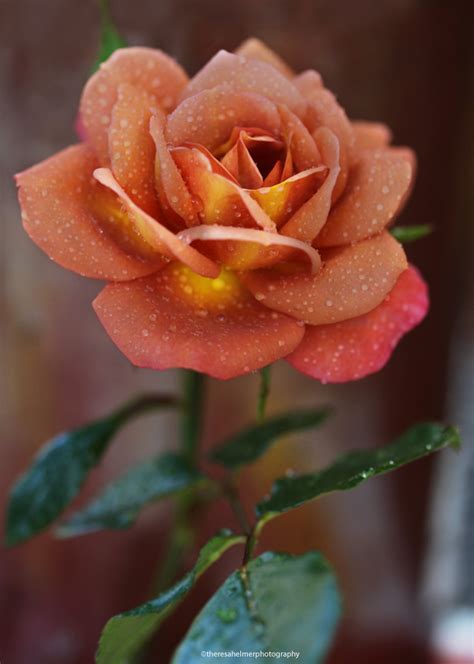 Rusty Rose One Of The Most Beautiful By Theresahelmer On Deviantart