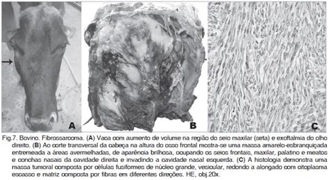 Scielo Brasil Doen As Da Cavidade Nasal Em Ruminantes No Brasil