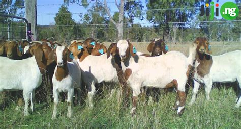 Goat Farming in Nigeria: The Basics | Jiji Blog