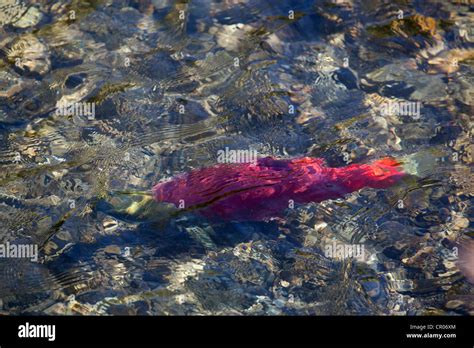 Spawning Male Sockeye Salmon Oncorhynchus Nerka Klukshu River At