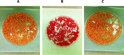 Sex Specific Overexpression Of The Fluorescent Marker Gene In