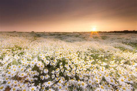 Field Of Daisies At Sunset