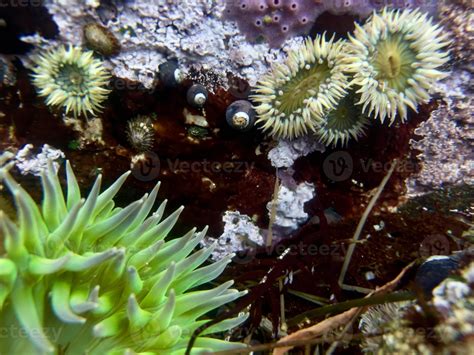 Underwater sea anemones 10710139 Stock Photo at Vecteezy