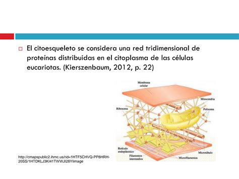 SOLUTION Biología Celular Presentación Citoesqueleto Studypool