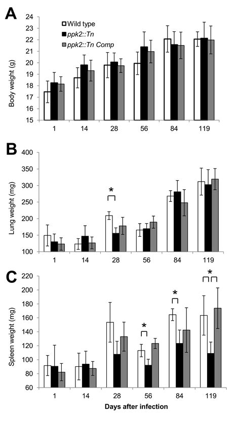 The Polyphosphate Kinase Gene Ppk2 Is Required For Mycobacterium