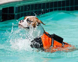 Apprendre à votre chien à nager les étapes à suivre