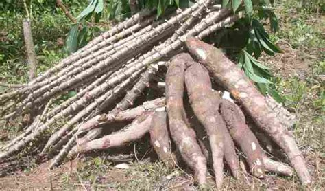 Nova Cultivar De Mandioca Da Embrapa Agron Agron Gocios Online