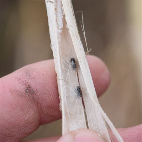 How To Manage Sclerotinia Stem Rot In Canola Grainews