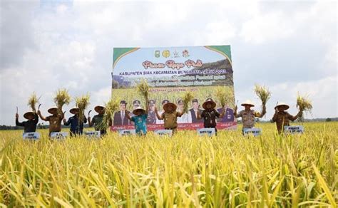 Panen Raya Padi Di Bungaraya Petani Bahagia Harga Gabah Capai Rp