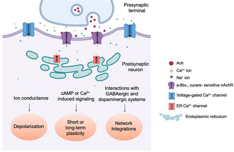 Acetylcholine Receptor Synapse