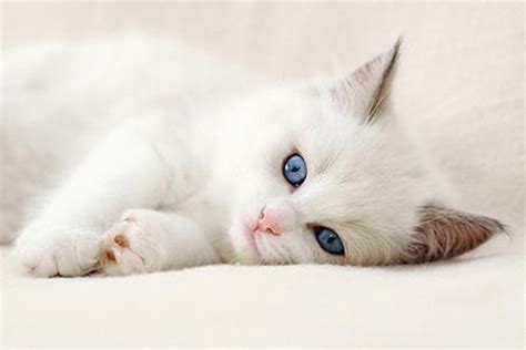 Aimy's Collection: Wallpapers, Images, Screensavers: Cute Cat Wallpaper