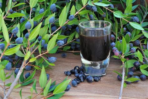 È uno dei simboli della macchia mediterranea e della Sardegna il mirto