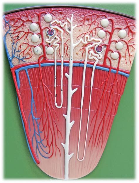 renal lobe model Diagram | Quizlet