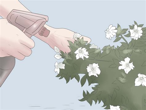 How To Grow Gardenias 12 Steps With Pictures Wikihow