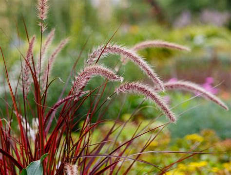 8 Perennial Ornamental Grasses That Come Back Each Year