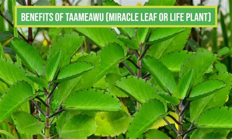 BENEFITS OF TAAMEAWU BRYOPHYLLUM PINNATUM Miracle Leaf Or Life Plant