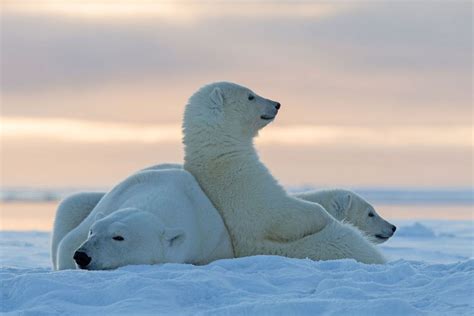 Photographie D Art D Ours Polaires En Alaska Aux Etats Unis