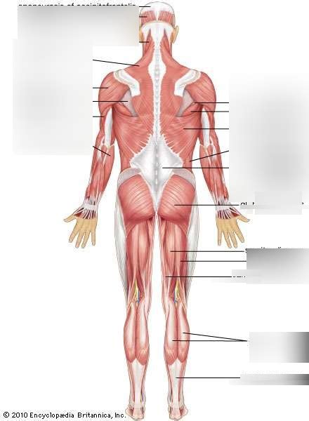 Muscles Pt 2 Diagram Quizlet