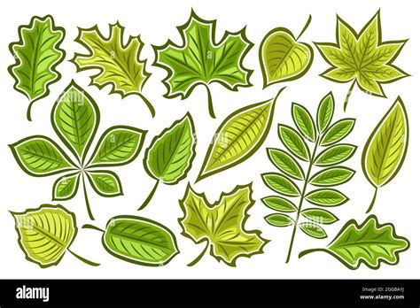 Vector Set Of Green Leaves Lot Collection Of Cut Out Illustrations