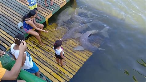 Botos de mocajuba Pará 2019 YouTube