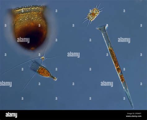 Planktonic Hi Res Stock Photography And Images Alamy