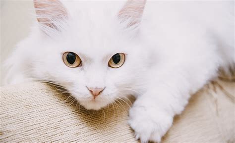 White Cat Breeds - The Most Popular White Cat Breeds And Their Care