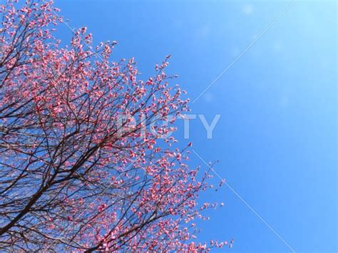 2月の紅梅と青空 Id 6221 ご当地写真・イラスト素材サイト Pictyピクティ