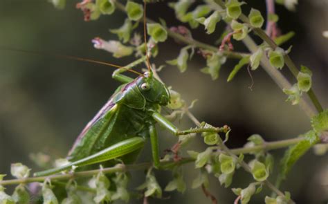 Free Images Nature Branch Plant Leaf Flower Fly Wildlife Green