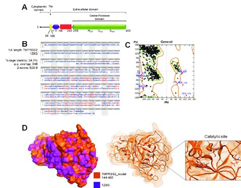 Crystal Structure Model Of Tmprss A Structural Domain Of Full