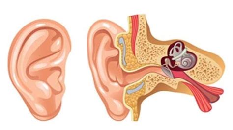 Stapedectomy Surgery Cost In India