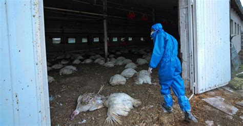 Influenza Aviaria In Russia Sette Persone Contagiate Dal Virus H5n8