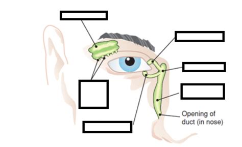 Lacrimal Apparatus Diagram Quizlet