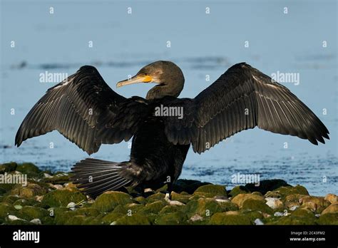 Great Cormorant In Its Natural Habitat In Denmark Stock Photo Alamy