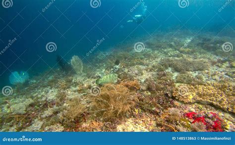 Fotografia Subaqu Tica Do Recife De Corais Em Raja Ampat Indon Sia