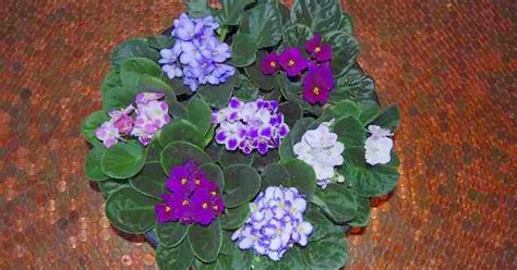 The Indoor Garden: The Amazing African Violet