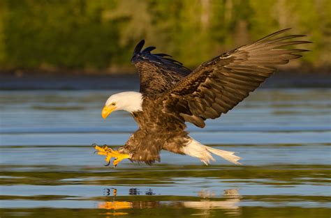 Eagles Deck Out Their Nest With Kelp | Hakai Magazine