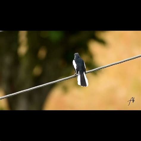 Oriental Magpie Robin Orinetal Magpie Robin Singing Viral