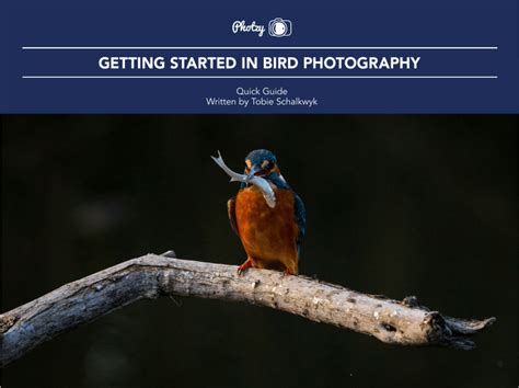 Bird Photography Tips